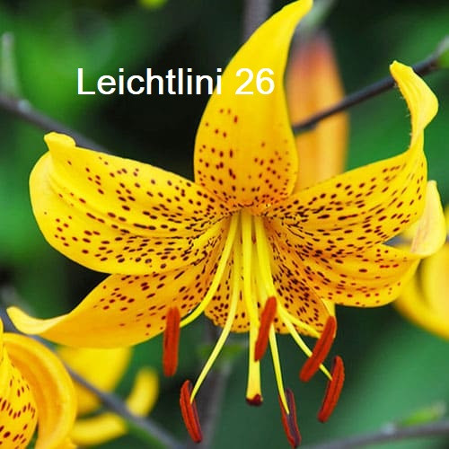 Leichtlini liliomhagyma 