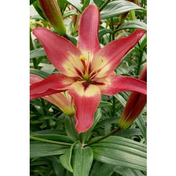 Easy Dream liliomhagyma 