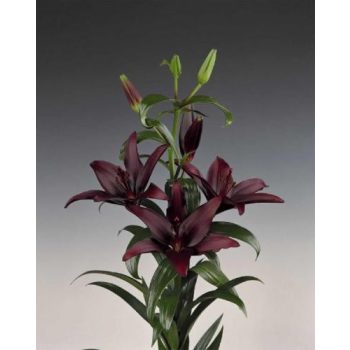 Landini liliomhagyma 