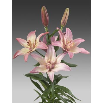 Double Trouble liliomhagyma 