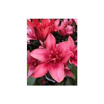 Just Kidding liliomhagyma 