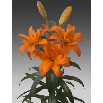 Scoubidou liliomhagyma 