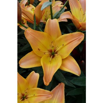 Easy Fantasy liliomhagyma 