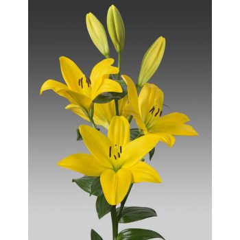 Everton liliomhagyma 