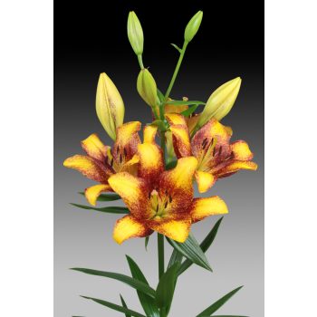 Sweet Valley liliomhagyma 