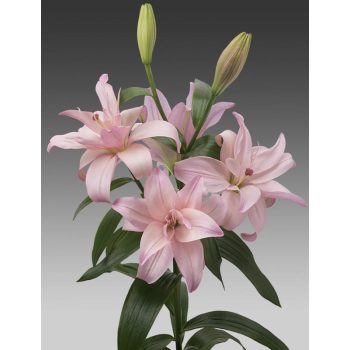 Bentley liliomhagyma 