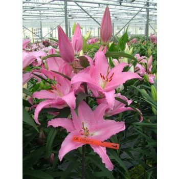 Chelsea liliomhagyma 