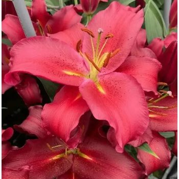 Red Sparow liliomhagyma 