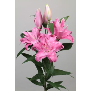 Trentino liliomhagyma 