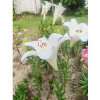 Garden mix liliomhagyma 