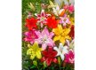 Garden mix liliomhagyma 
