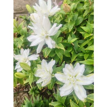 Double Orientál mix liliomhagyma 