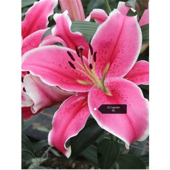 El Capitan liliomhagyma 