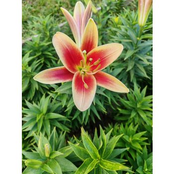 Montego Bay liliomhagyma 