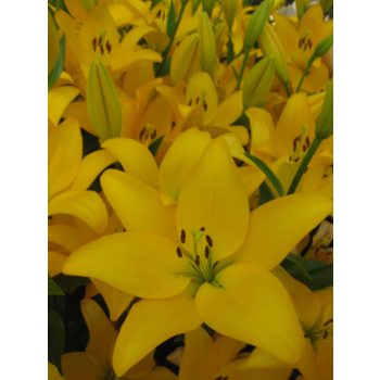 Honeycomb liliomhagyma 