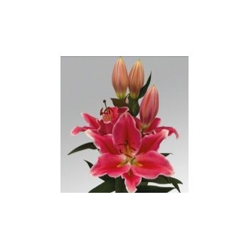 Campania liliomhagyma 