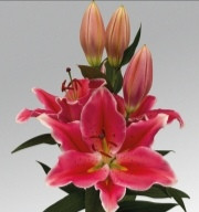 Campania liliomhagyma 