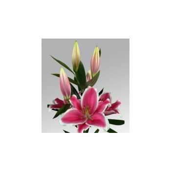 Gracioli liliomhagyma 