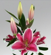 Gracioli liliomhagyma 