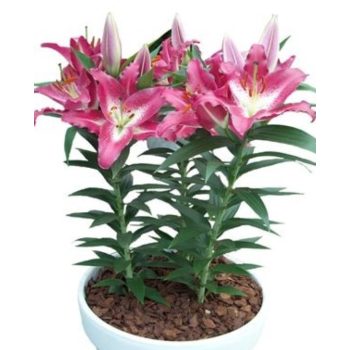 Entertainer liliomhagyma 