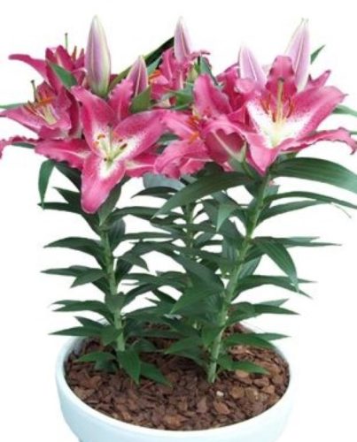 Entertainer liliomhagyma 