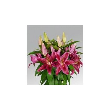 Red Radiance liliomhagyma 