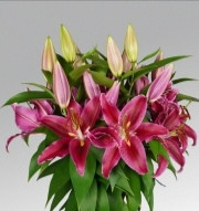 Red Radiance liliomhagyma 