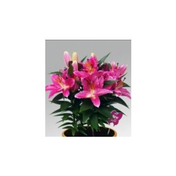 Reeleeze liliomhagyma 