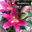 Reeleeze liliomhagyma 