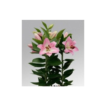 Souvenir liliomhagyma 