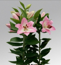 Souvenir liliomhagyma 