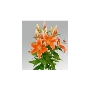 Sunlight Express liliomhagyma 