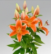 Sunlight Express liliomhagyma 