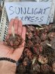 Sunlight Express liliomhagyma 