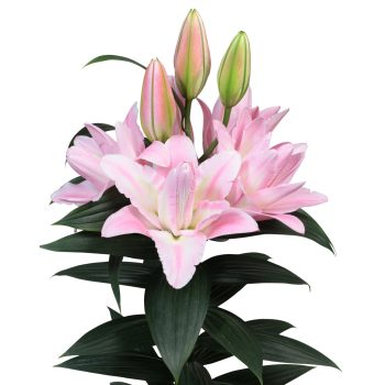 Conamara liliomhagyma 