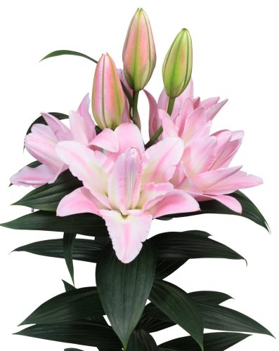 Conamara liliomhagyma 