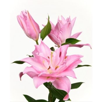 Double Diamond liliomhagyma 