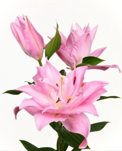 Double Diamond liliomhagyma 