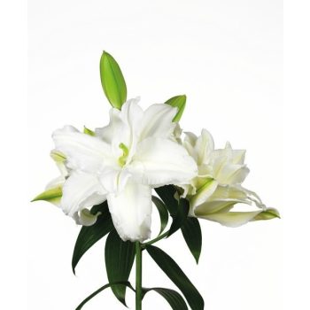 Snow World liliomhagyma 