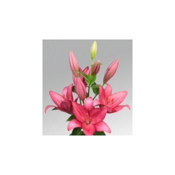 Birmingham liliomhagyma 