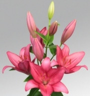 Birmingham liliomhagyma 