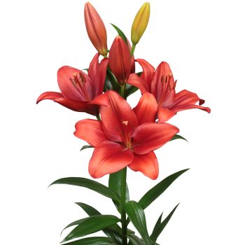 Bradano liliomhagyma 