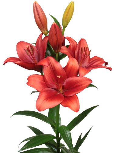 Bradano liliomhagyma 