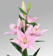 Cervia liliomhagyma 