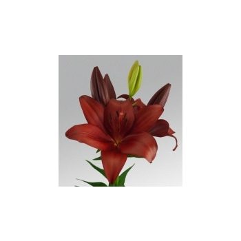 En Garde liliomhagyma 