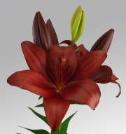 En Garde liliomhagyma 