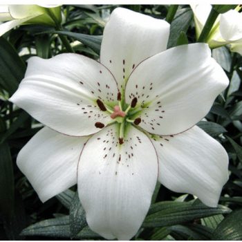 Eyeliner liliomhagyma 