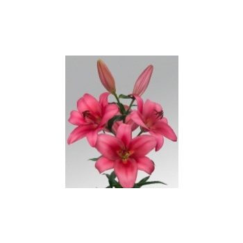 Merlingh liliomhagyma 