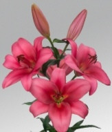 Merlingh liliomhagyma 