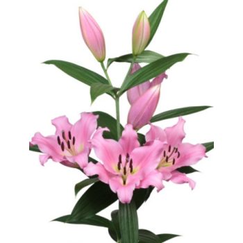 Dharini liliomhagyma 